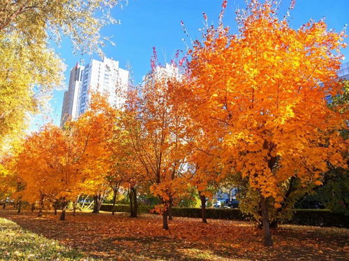 哈工大在百年电气发展中的建筑智能化工程贡献